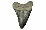Serrated, Fossil Megalodon Tooth - South Carolina #254582-1